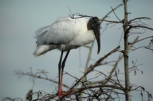 Stork, Wood, 2010-01298258